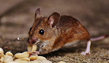 marine-and-boat-pest-control Experts in Los Rnchs Abq